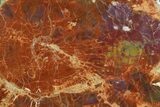 Colorful Petrified Wood (Araucarioxylon) Slab - Arizona #166065-1